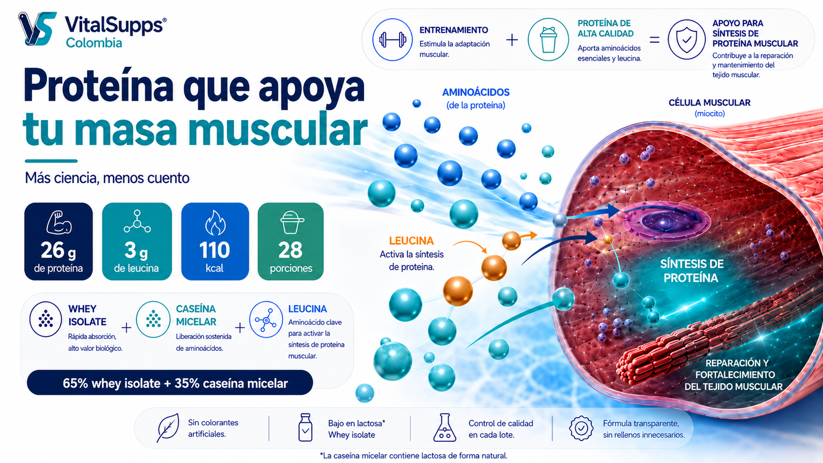 Infografía de Best Protein ProScience en VitalSupps Colombia sobre proteína, leucina, whey isolate y caseína micelar para apoyar la masa muscular